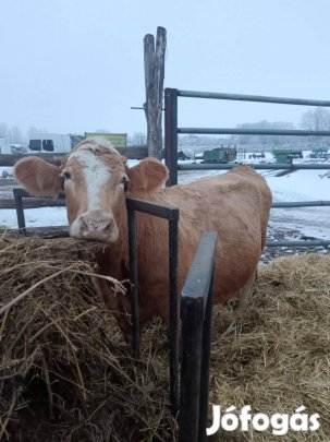Szarvasmarha, tehén eladó
