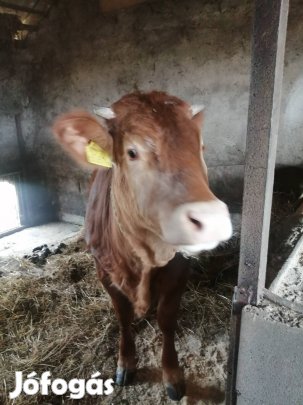 Szarvasmarha borjú tehén magyartarka 