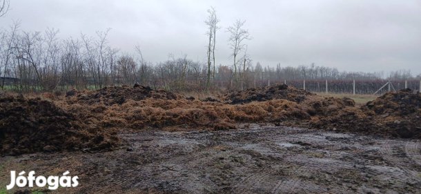 Szarvasmarha trágya