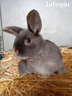 Szatén szőrű törpenyúl