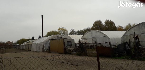 Szatymazi kertészet