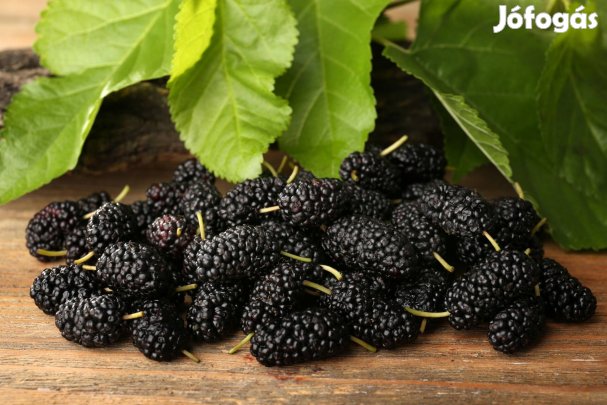 Szeder faeper csemete eladó