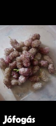 Szederfa eperfa csemete 20-30 cm