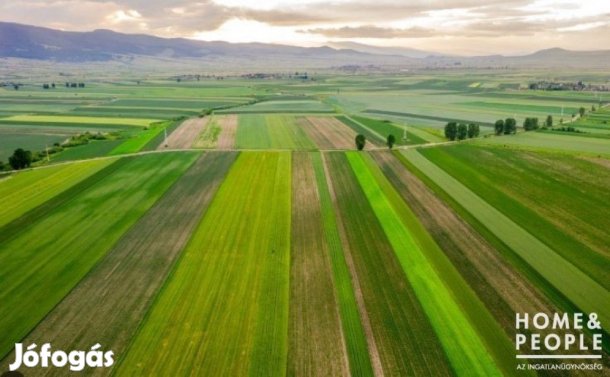 Szegedi szántó kedvező áron eladó!