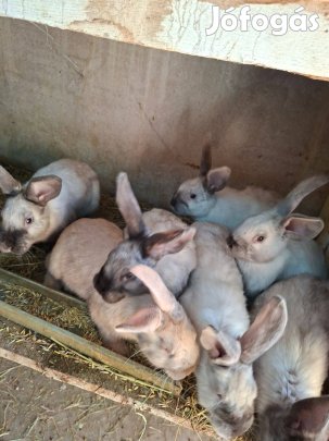 Székely anyának való nyúl