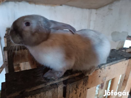 Székely bakok vihetők!