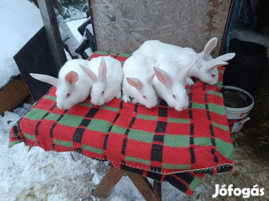 Székely és Pannon fehér nyulak eladó 