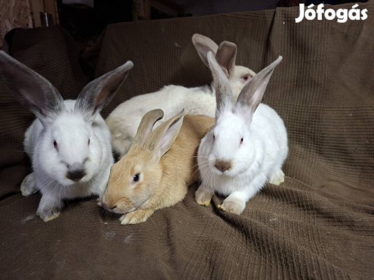 Székely keverék nyuszik 