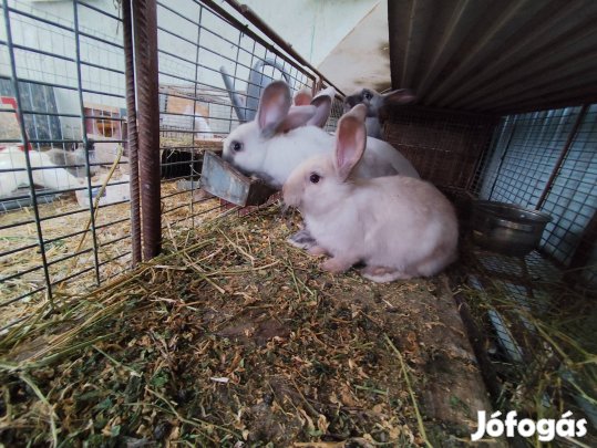 Székely nyúl ( bak,süldő és valasztasi)