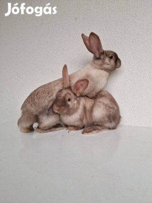 Székely nyúl eladó