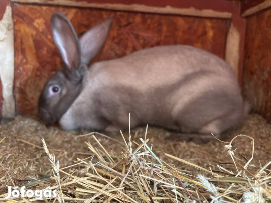 Székely nyúl nőstény bak
