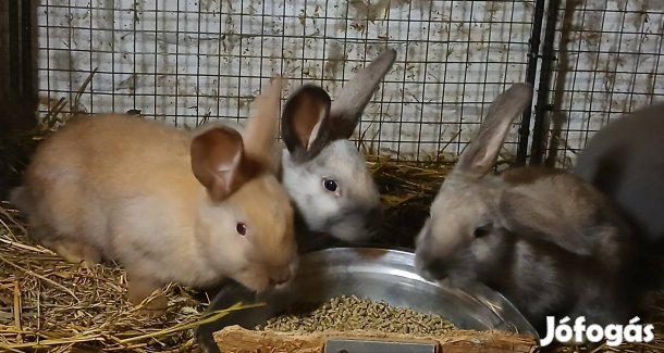 Székely nyúl nyulak eladók