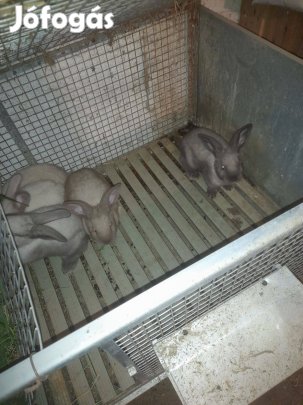 Székely nyúl nyuszi