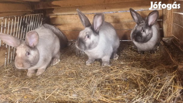 Székely nyúlak Eladó!!