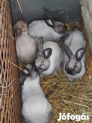 Székely nyulak eladók 