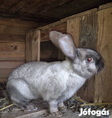 Székelynyúl 8 hónapos 