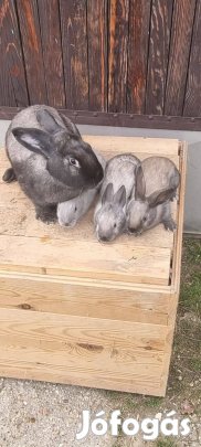 Székeny kis nyulak és ugyan itt német oriások is