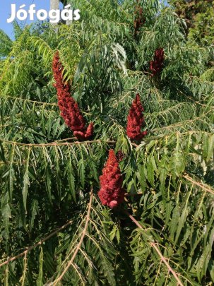 Szeldeltlevelű ecetfa nagy Rhus typhina
