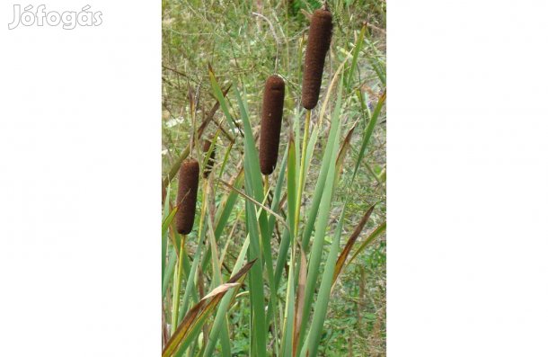 Széleslevelű gyékény buzogány buzogánysás kerti tóba Typha latifolia