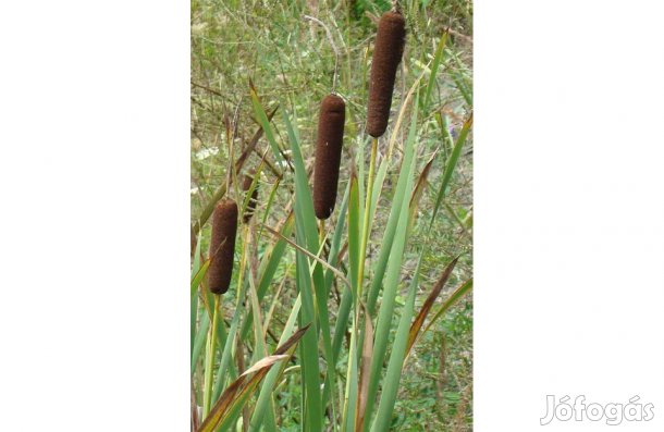 Széleslevelű gyékény buzogánysás buzogány 12 liter Typha latifolia