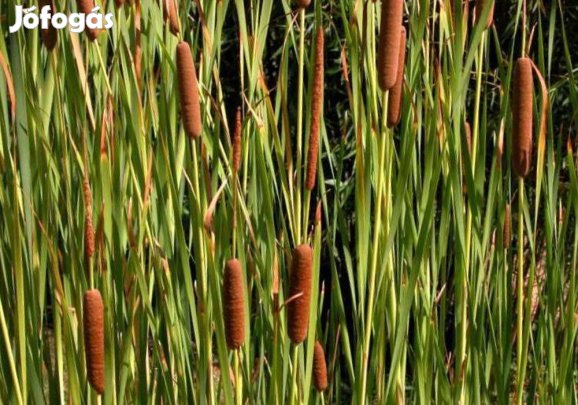 Széleslevelű gyékény buzogánysás buzogány 12 liter Typha latifolia