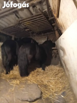 Szelid barátságos pónik 