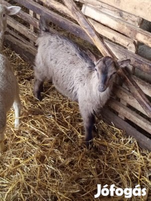 Szelíd kis kecskék eladók!