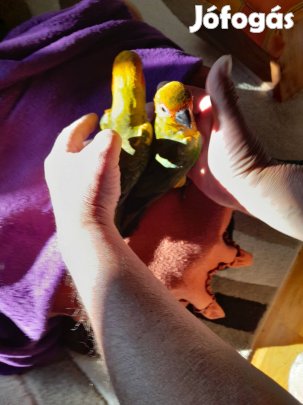 Szelid nappapagájok eladók