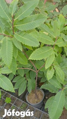 Szelídgesztenye csemete eladó