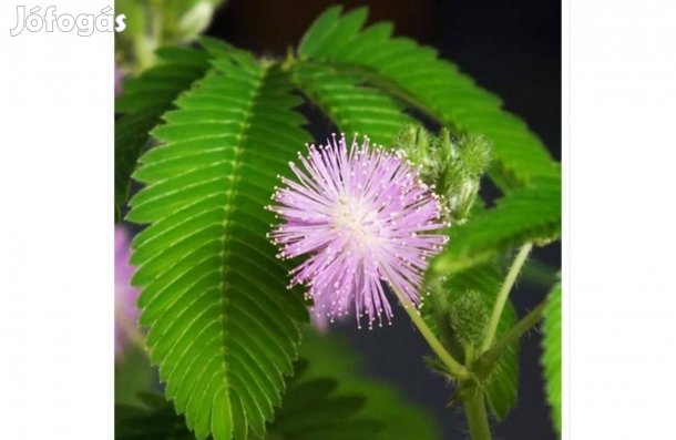 Szemérmes Mimóza- Mimosa pudica