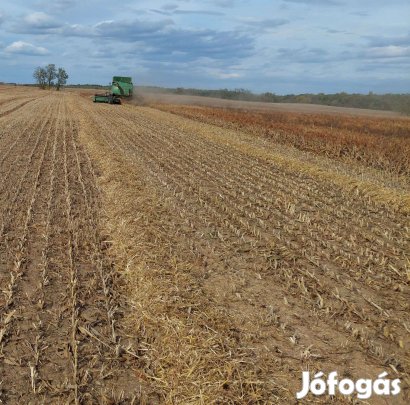 Szemes cirok körbála takarmány