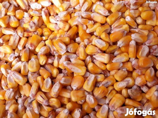 Szemes kukorica, búza, árpa, cirok, napraforgó zsákolva