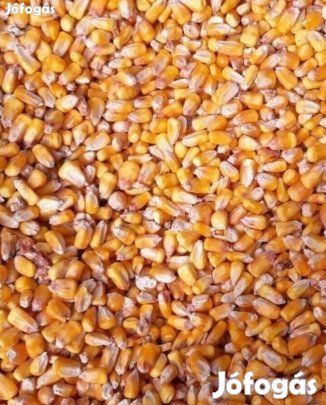 Szemes kukorica eladó
