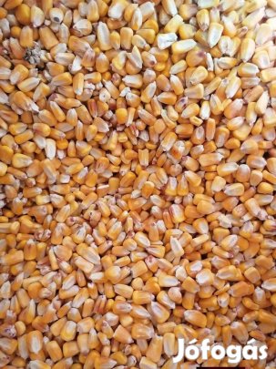 Szemes kukorica felzsákolva eladó 