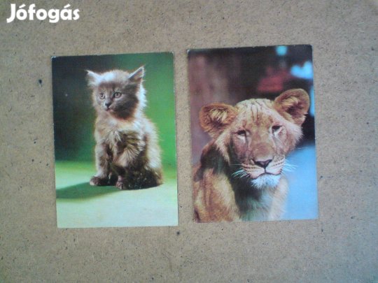 Szenegáli oroszlánkölyök és kiscica - régi képeslap