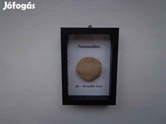 Szent László pénze (Nummulites)