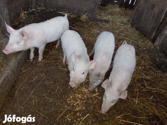 Szép, jó evő malacok 