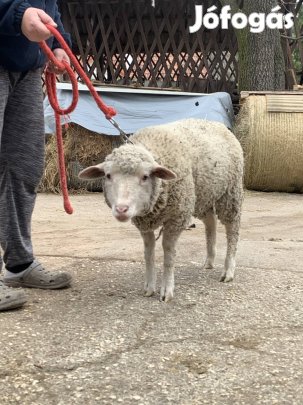Szép, nagy bárányok áron alul!