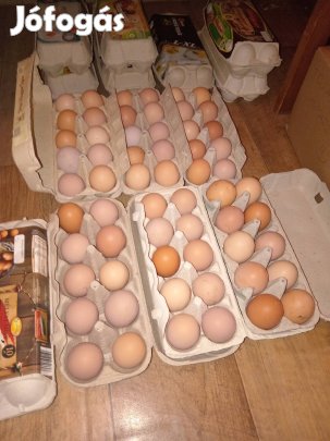 Szép, vegyes, kettőshasznú tojás keltetésre! 