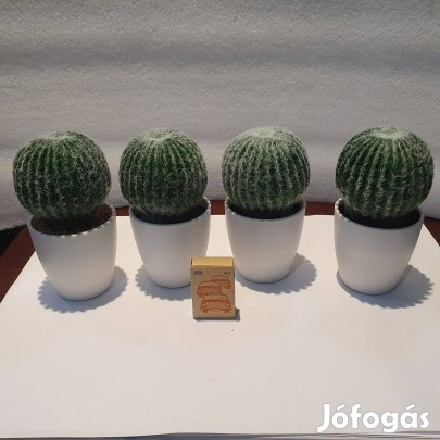 Szép álkaktusz cserépben darabra pozsgás szukkulens