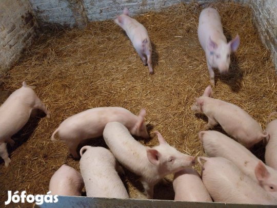 Szép hízó eladó