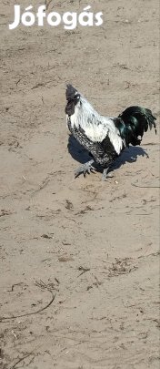 Szép kakas költözne 