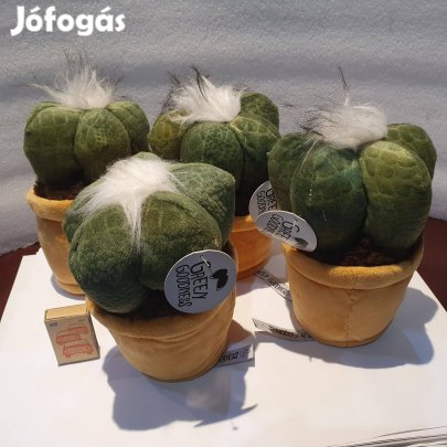 Szép nagyobbacska plush plüss álkaktusz darabra pozsgás szukkulens