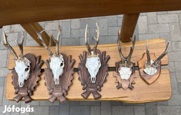 Szép őzagancsok, fa alátéten eladók.