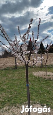 Szeretne egy nyugodt kikapcsolódásra alkalmas ingatlant?