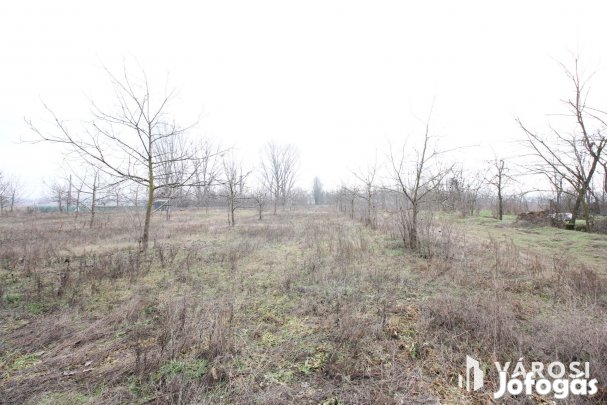 Szeretne passzív jövedelmet dióból?