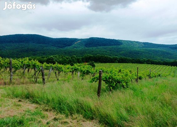 Szeretne szőlő ültetvénnyel foglalkozni? 13503_bhv
