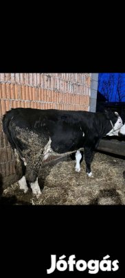 Szerető gazdához költöznének!