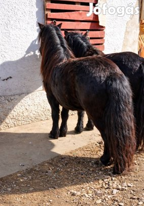 Szerető otthont keres 2 tündéri kanca  póni