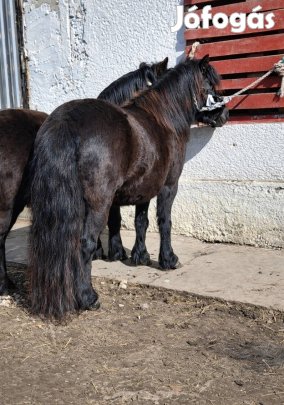 Szerető otthont keres 2 tündéri kanca  póni 